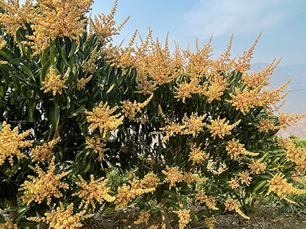 芒果种植基地